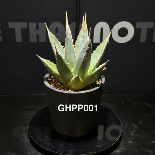 Agave Ghiesbreghtii Purpusorum【强刺帝释天】[GHPP]