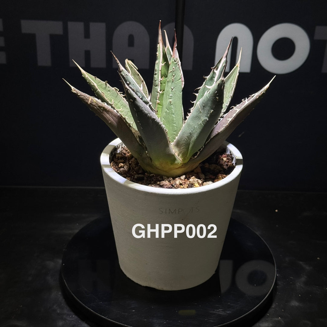 Agave Ghiesbreghtii Purpusorum【强刺帝释天】[GHPP]