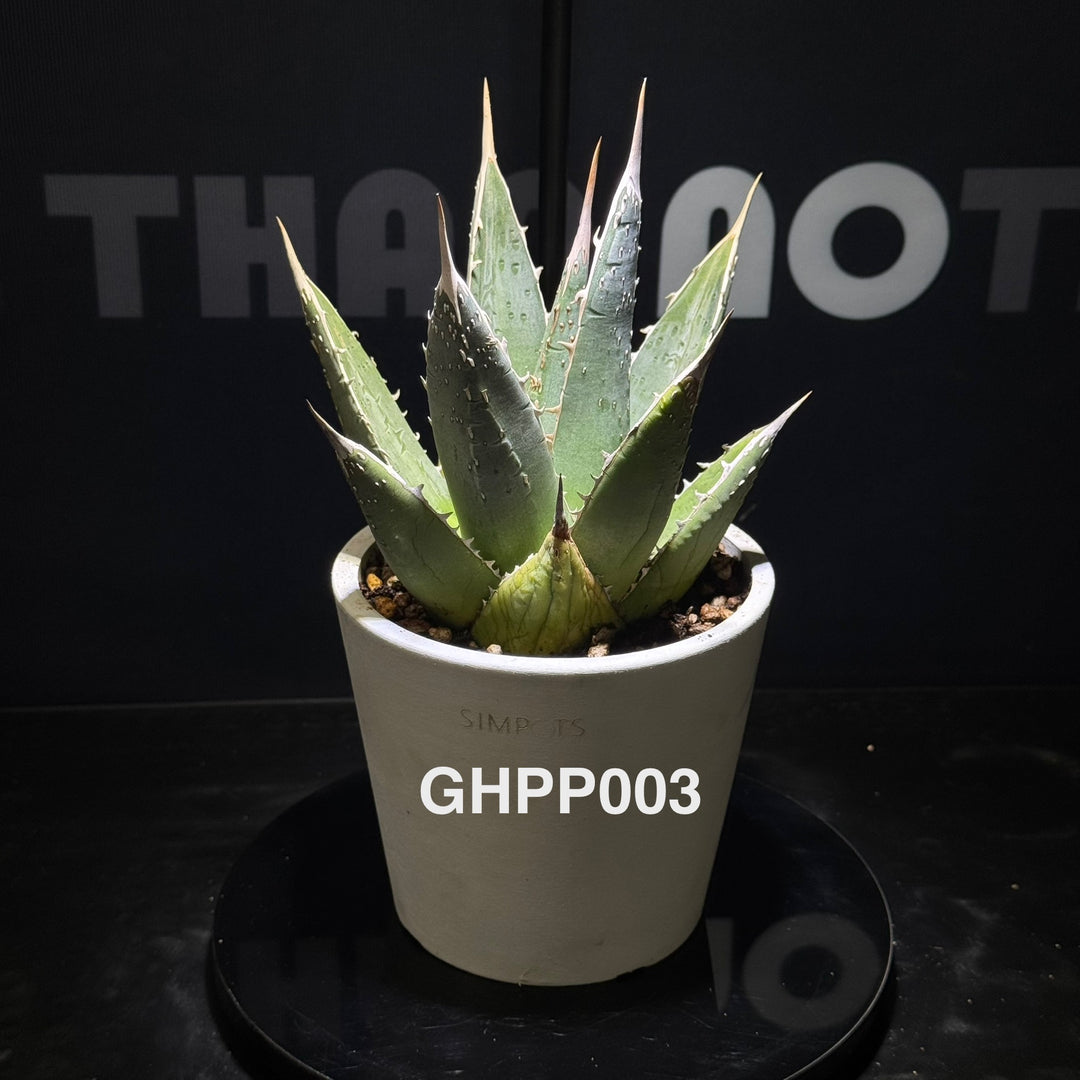 Agave Ghiesbreghtii Purpusorum【强刺帝释天】[GHPP]