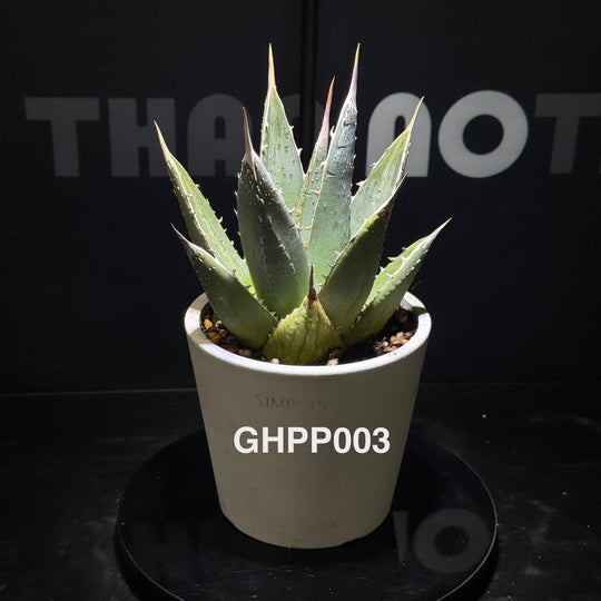 Agave Ghiesbreghtii Purpusorum【强刺帝释天】[GHPP]