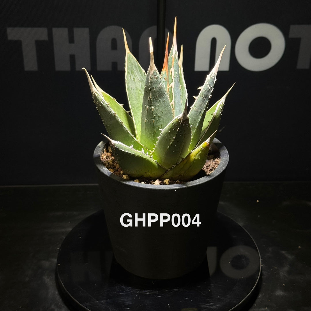 Agave Ghiesbreghtii Purpusorum【强刺帝释天】[GHPP]