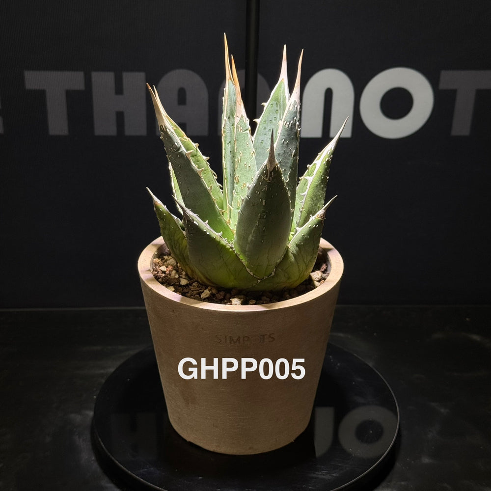 Agave Ghiesbreghtii Purpusorum【强刺帝释天】[GHPP]