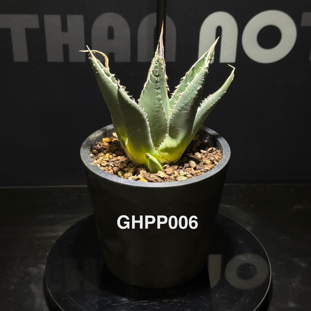 Agave Ghiesbreghtii Purpusorum【强刺帝释天】[GHPP]