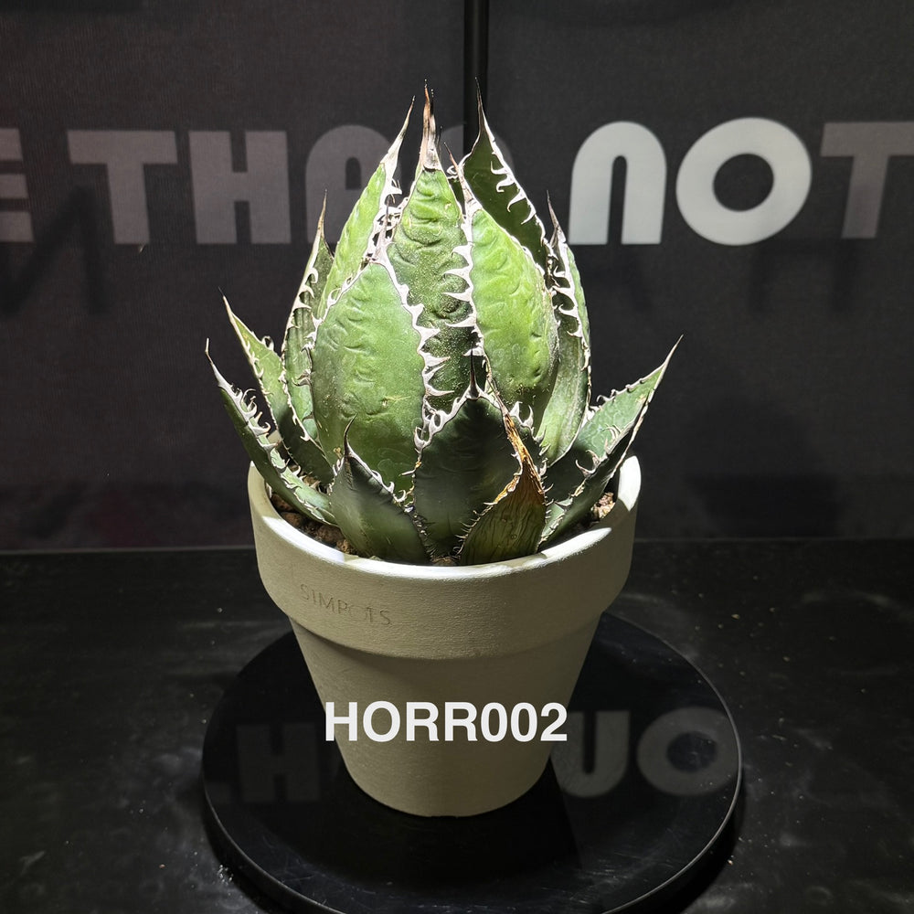 Agave Horrida【霍利达】[HORR]