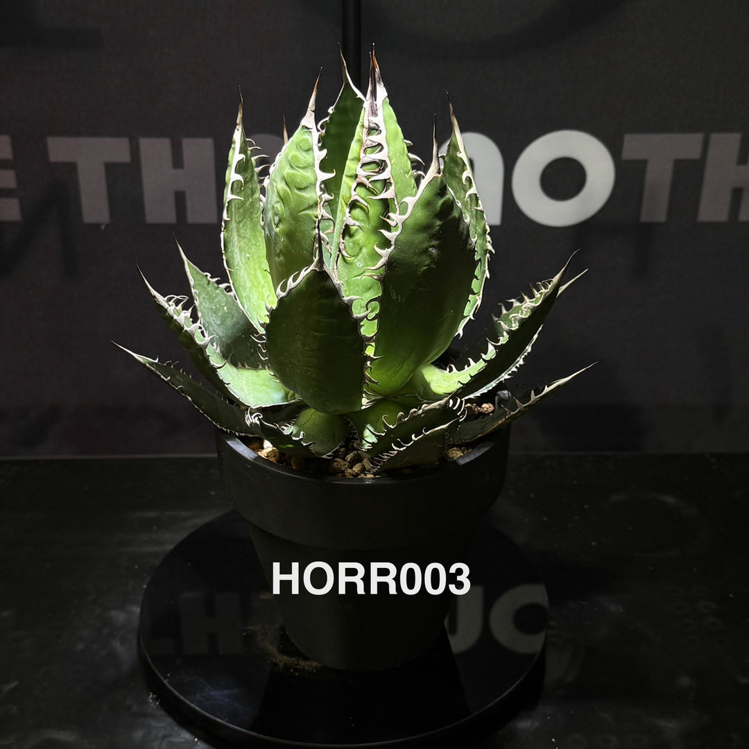 Agave Horrida【霍利达】[HORR]