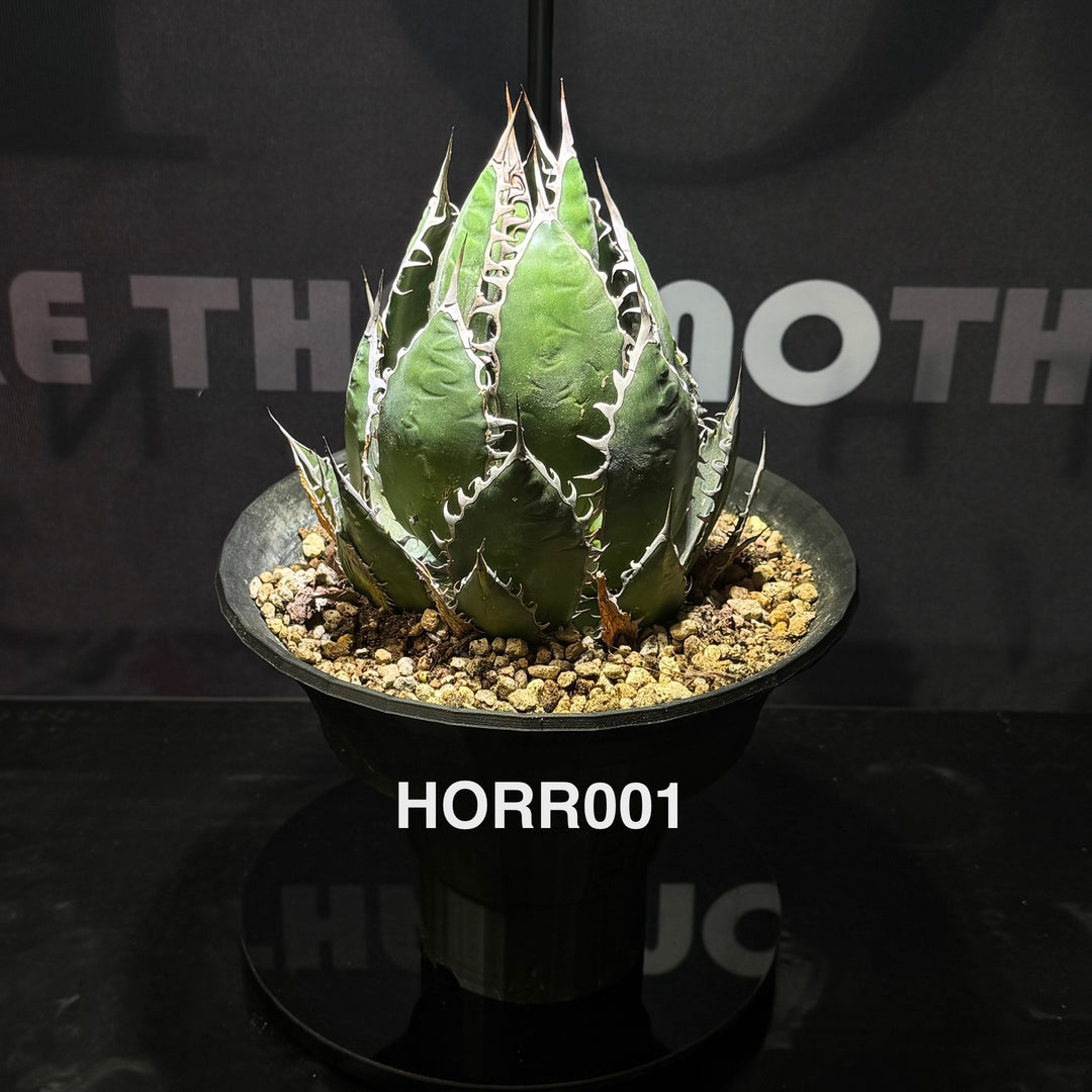 Agave Horrida【霍利达】[HORR]
