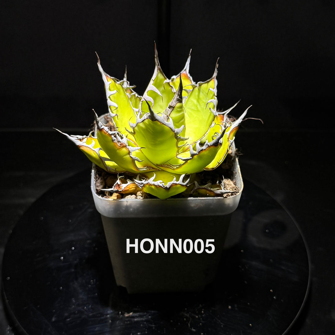 Agave Horrida f. Nana【姬霍利达】[HONN]