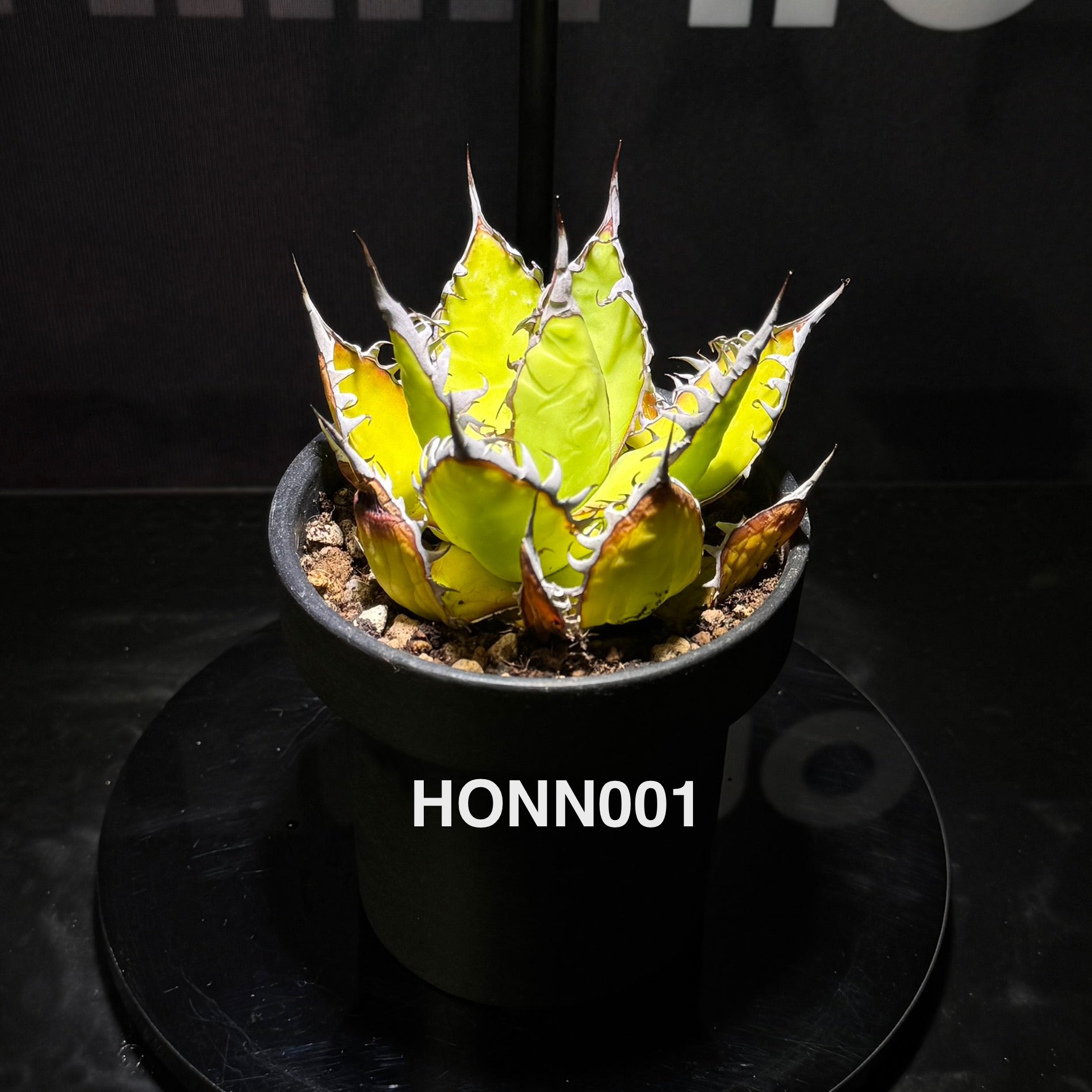 Agave Horrida f. Nana【姬霍利达】[HONN] – MONO Plant House