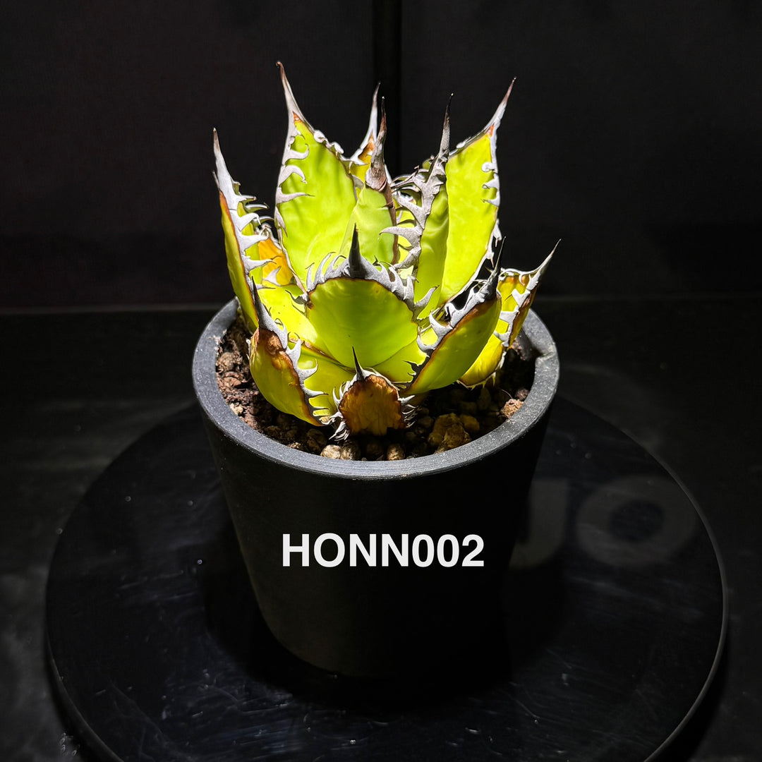 Agave Horrida f. Nana【姬霍利达】[HONN]