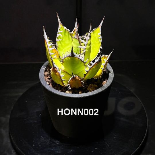 Agave Horrida f. Nana【姬霍利达】[HONN]