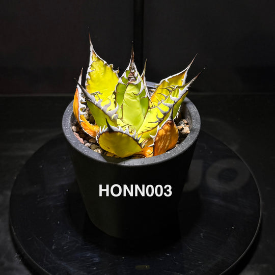 Agave Horrida f. Nana【姬霍利达】[HONN]