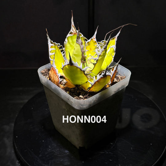 Agave Horrida f. Nana【姬霍利达】[HONN]