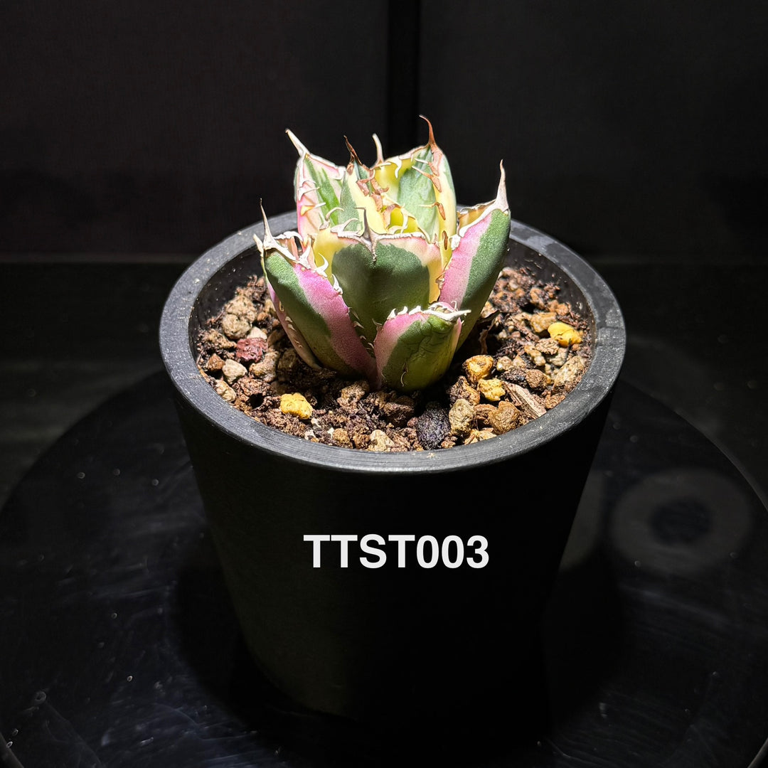 Agave Titanota 'Snaggle Tooth'【龅牙严龙】[TTST]