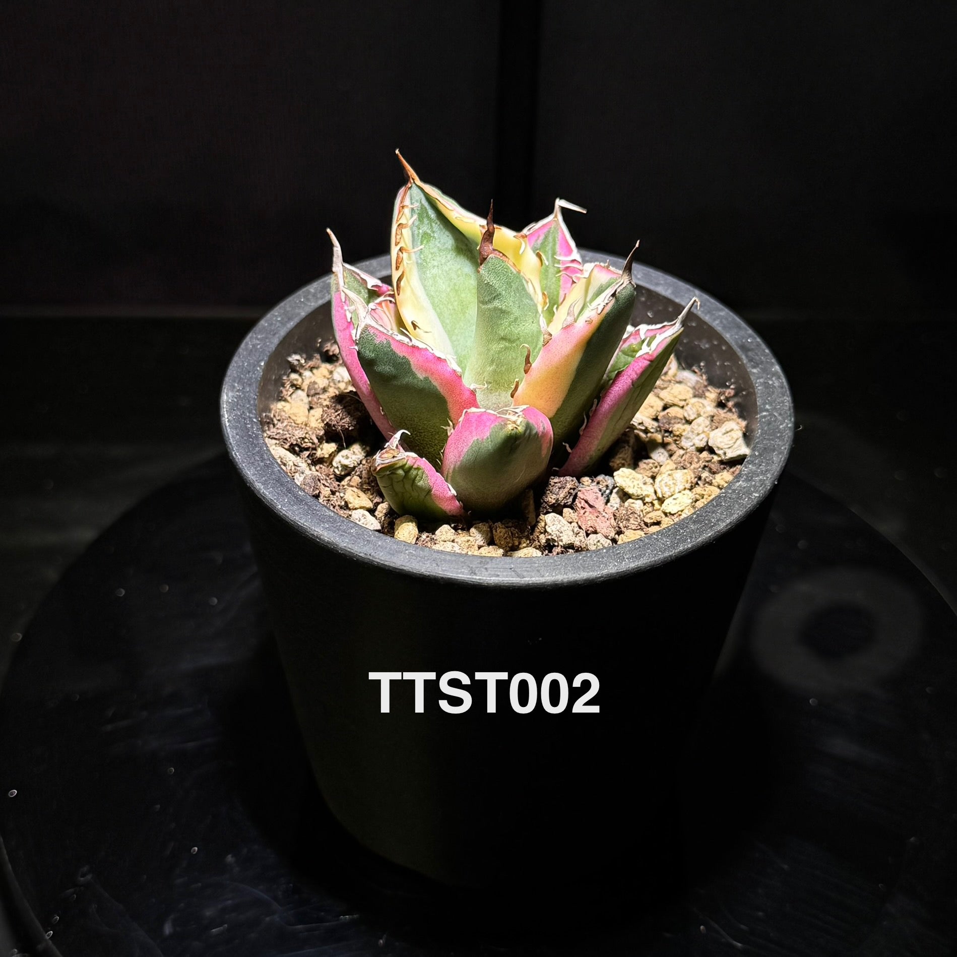 Agave – MONO Plant House