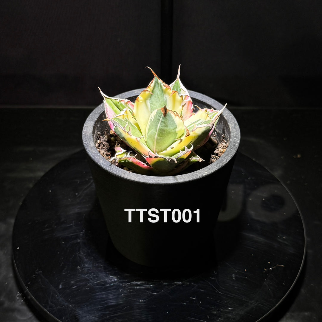 Agave Titanota 'Snaggle Tooth'【龅牙严龙】[TTST]