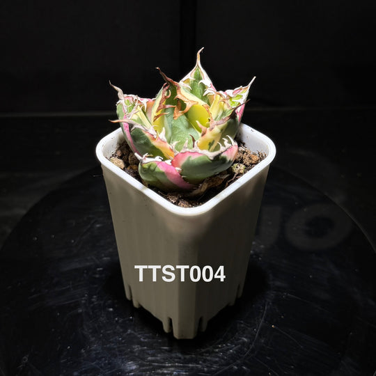 Agave Titanota 'Snaggle Tooth'【龅牙严龙】[TTST]