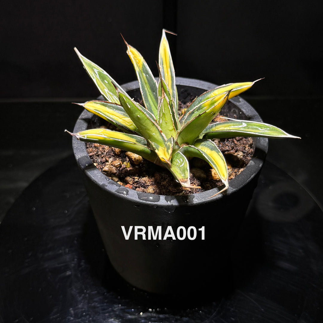 Agave Victoriae-Reginae 'Mediopicta Aurea'【笹之雪黄中斑】[VRMA]