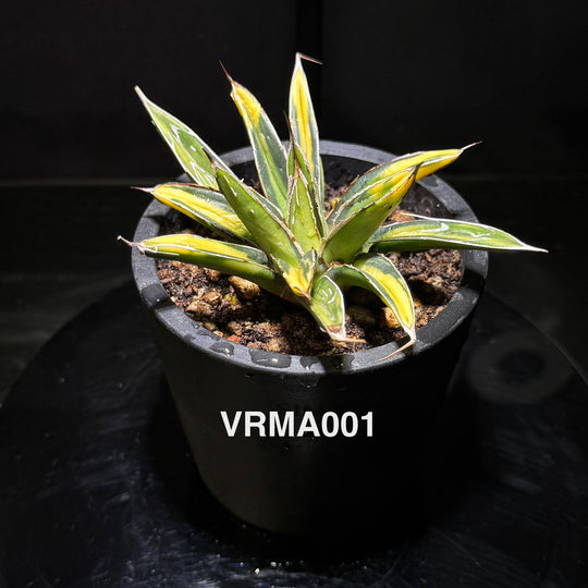 Agave Victoriae-Reginae 'Mediopicta Aurea'【笹之雪黄中斑】[VRMA]