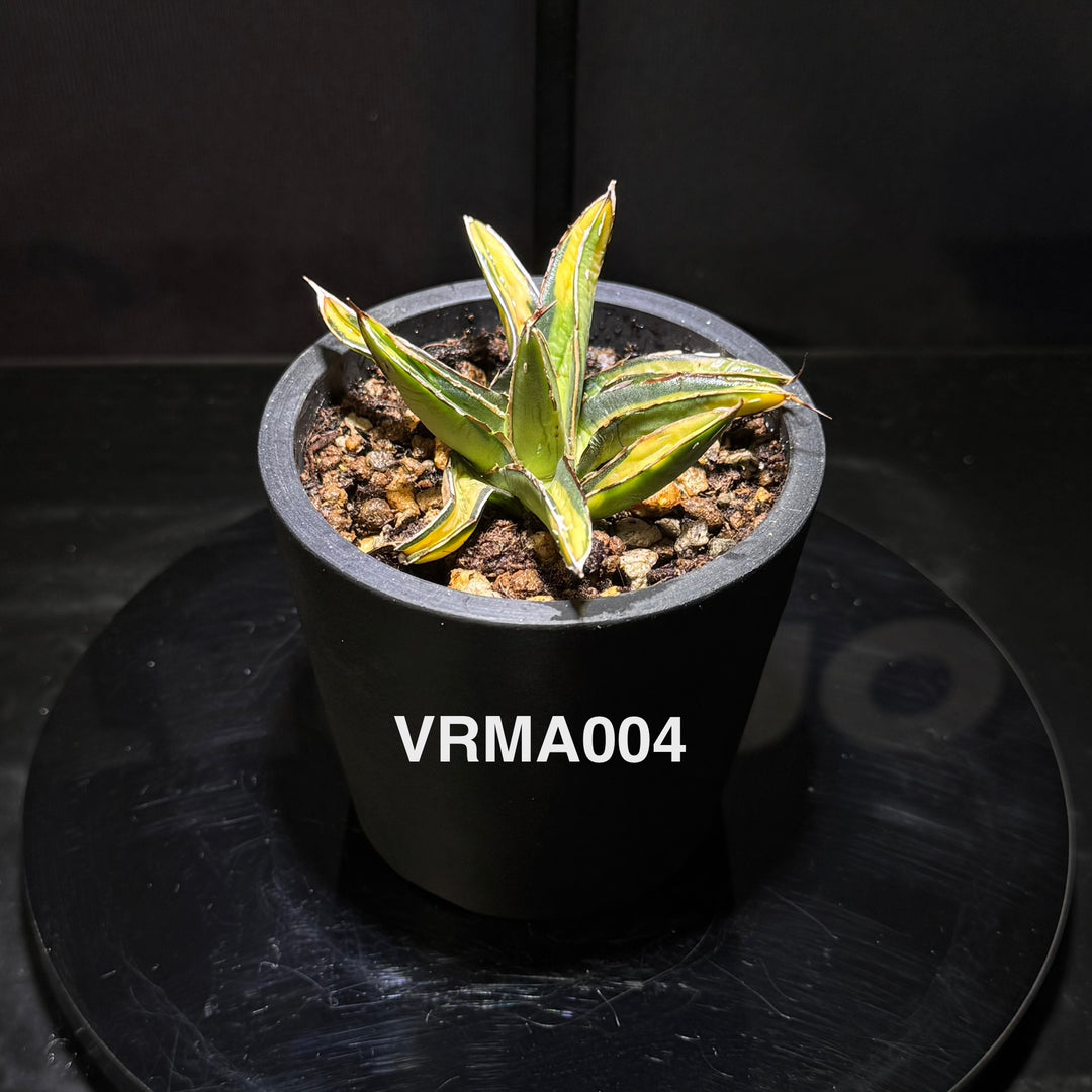 Agave Victoriae-Reginae 'Mediopicta Aurea'【笹之雪黄中斑】[VRMA]