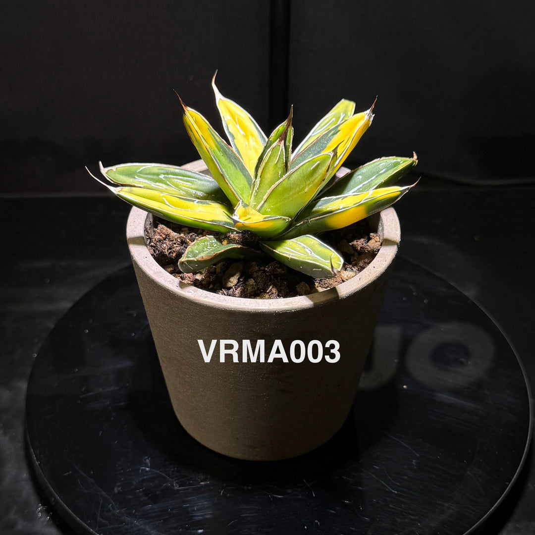 Agave Victoriae-Reginae 'Mediopicta Aurea'【笹之雪黄中斑】[VRMA]