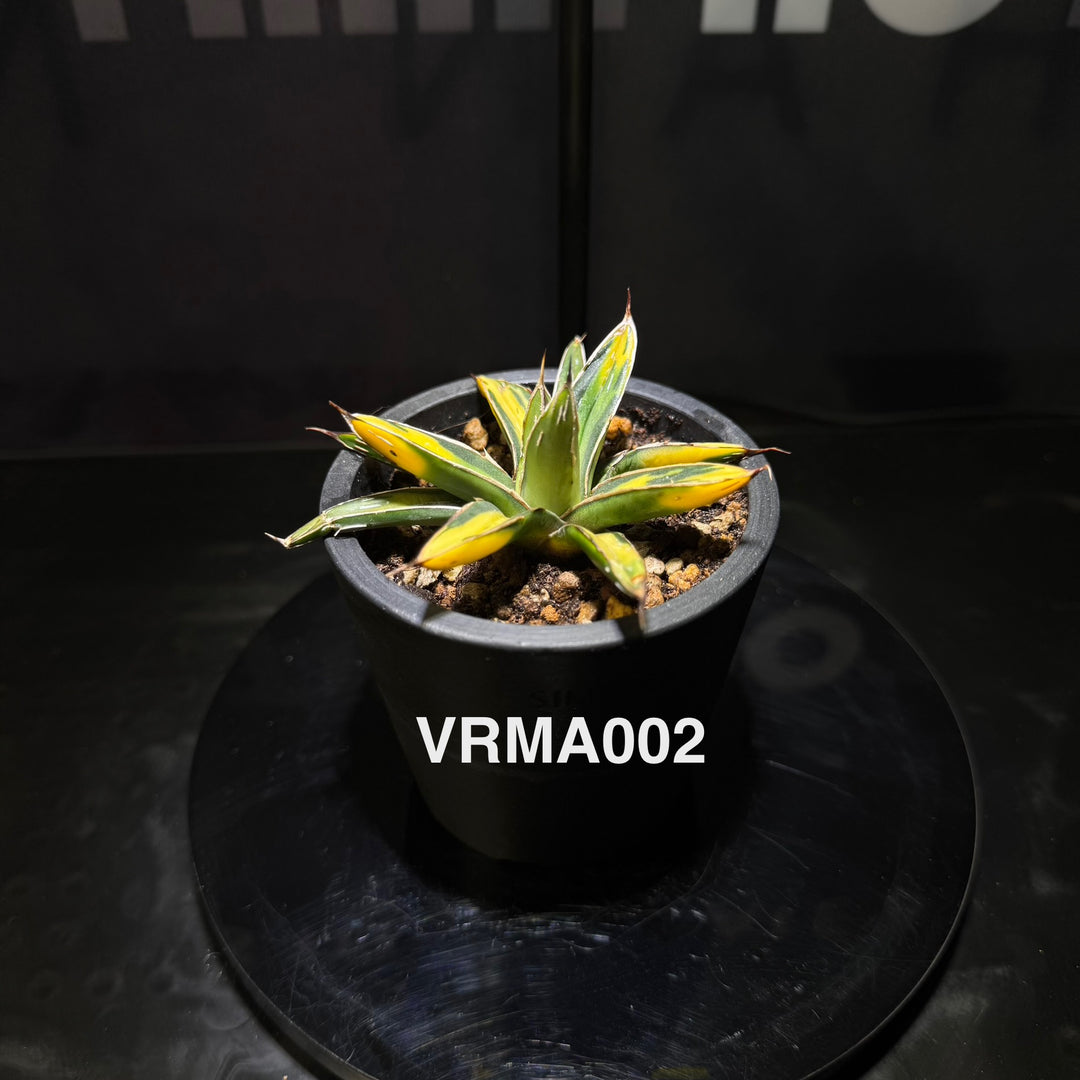 Agave Victoriae-Reginae 'Mediopicta Aurea'【笹之雪黄中斑】[VRMA]