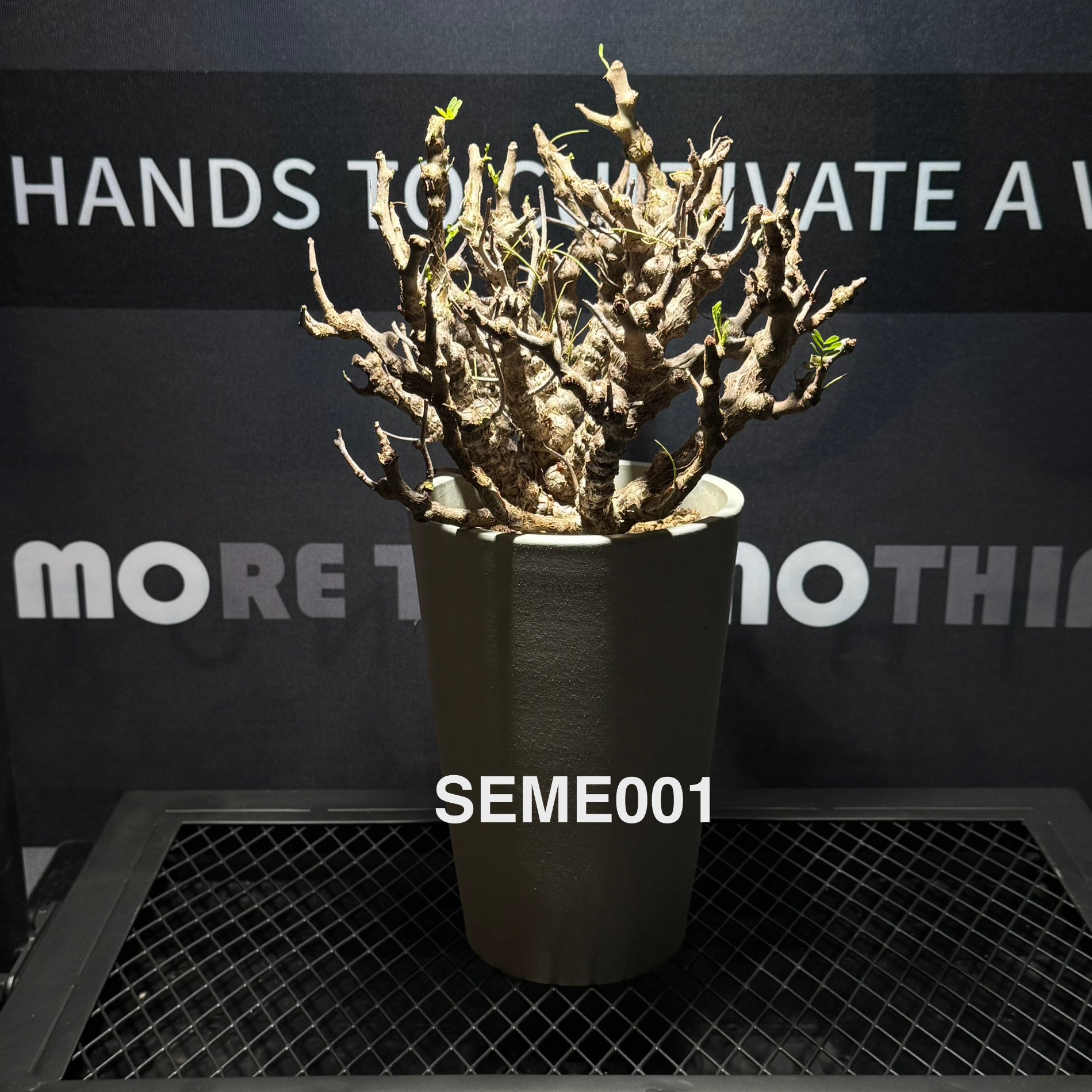 Caudex – MONO Plant House