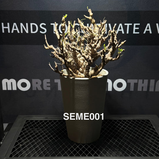 Senna Meridionalis【沙漠苏木】[SEME]