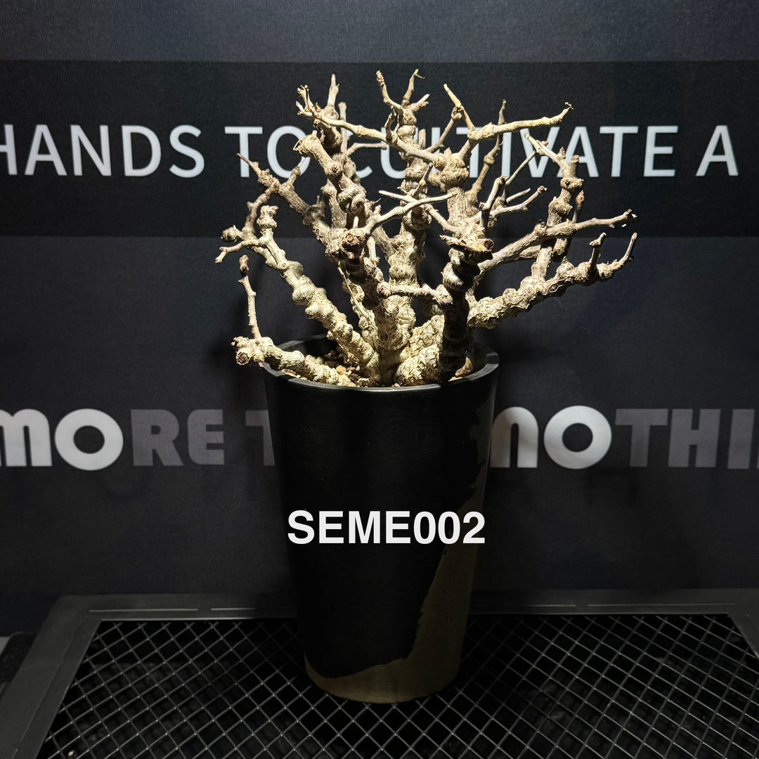 Senna Meridionalis【沙漠苏木】[SEME]
