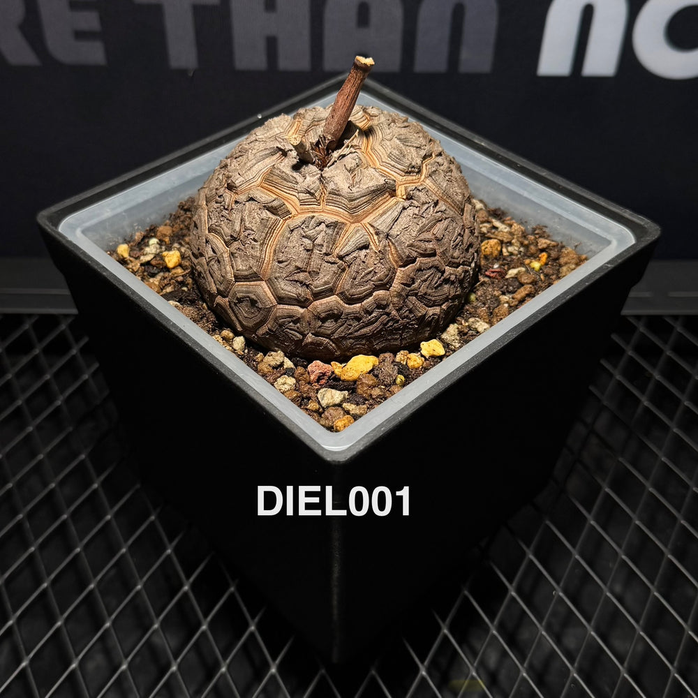 Dioscorea Elephantipes【南非·龟甲龙】[DIEL]