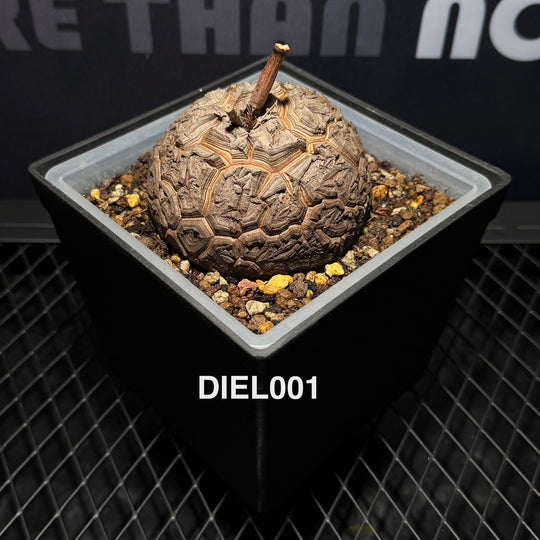 Dioscorea Elephantipes【南非·龟甲龙】[DIEL]