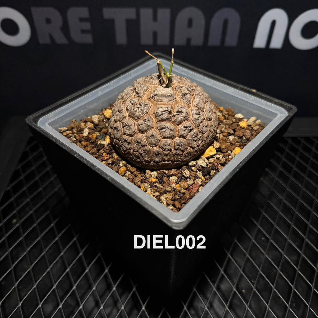 r*n様 大株★Dioscorea elephantipes 11cm アフリカ Dioscorea Elephantipes【南非·龟甲龙】[DIEL] – MONO Plant House