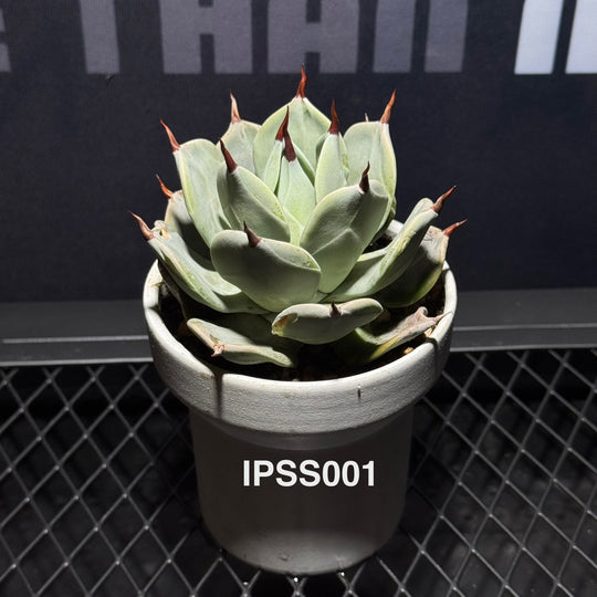Agave 'Ipponsashi'【一本刺】[IPSS]