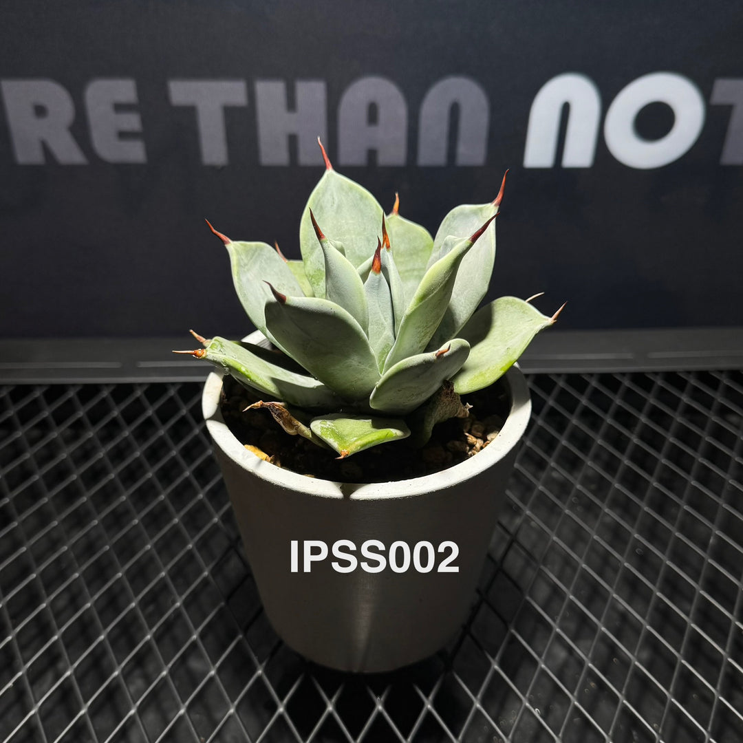 Agave 'Ipponsashi'【一本刺】[IPSS]