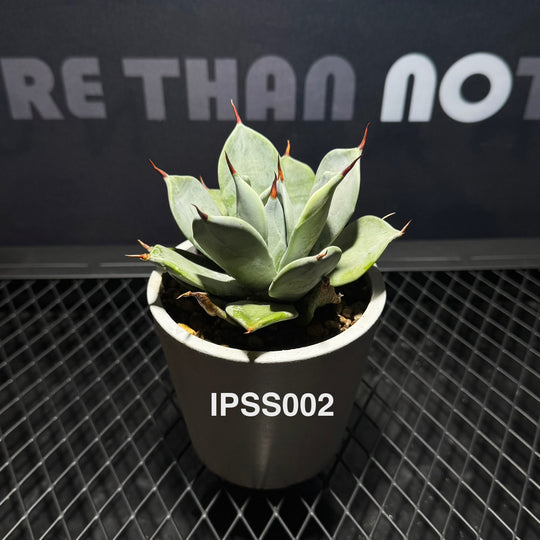 Agave 'Ipponsashi'【一本刺】[IPSS]