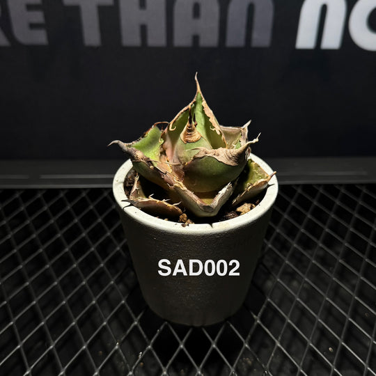 Agave Titanota 'South Africa White Diamonds'【立可白】[TTSAD]