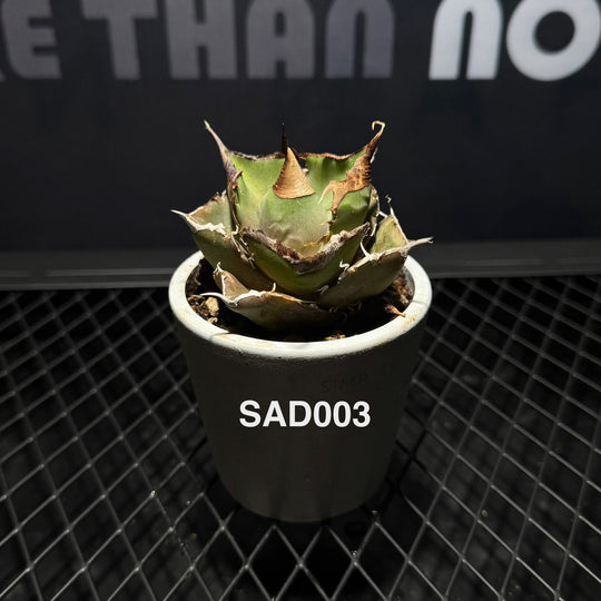 Agave Titanota 'South Africa White Diamonds'【立可白】[TTSAD]