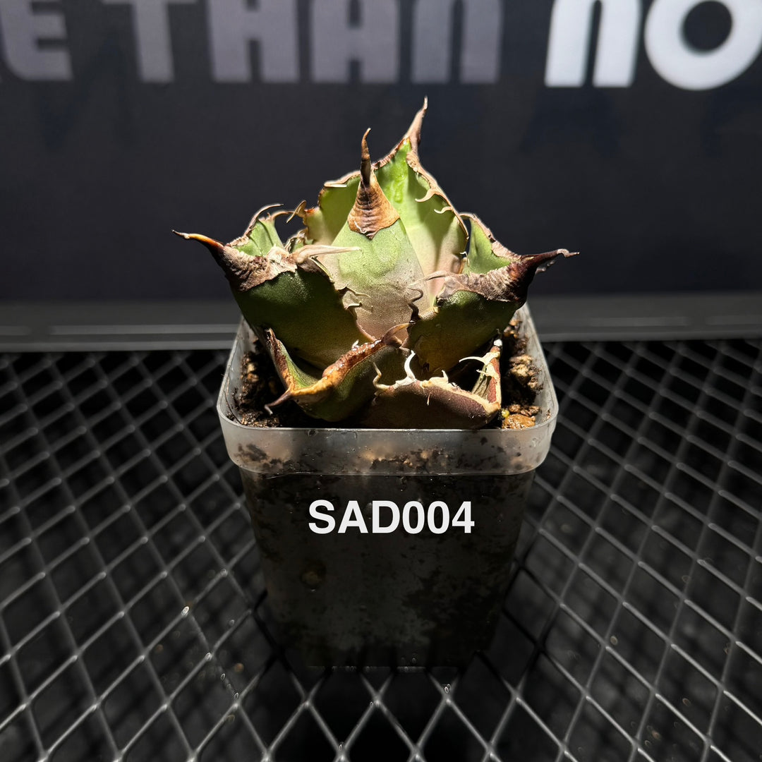 Agave Titanota 'South Africa White Diamonds'【立可白】[TTSAD]
