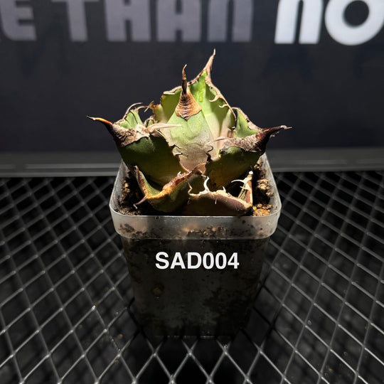Agave Titanota 'South Africa White Diamonds'【立可白】[TTSAD]