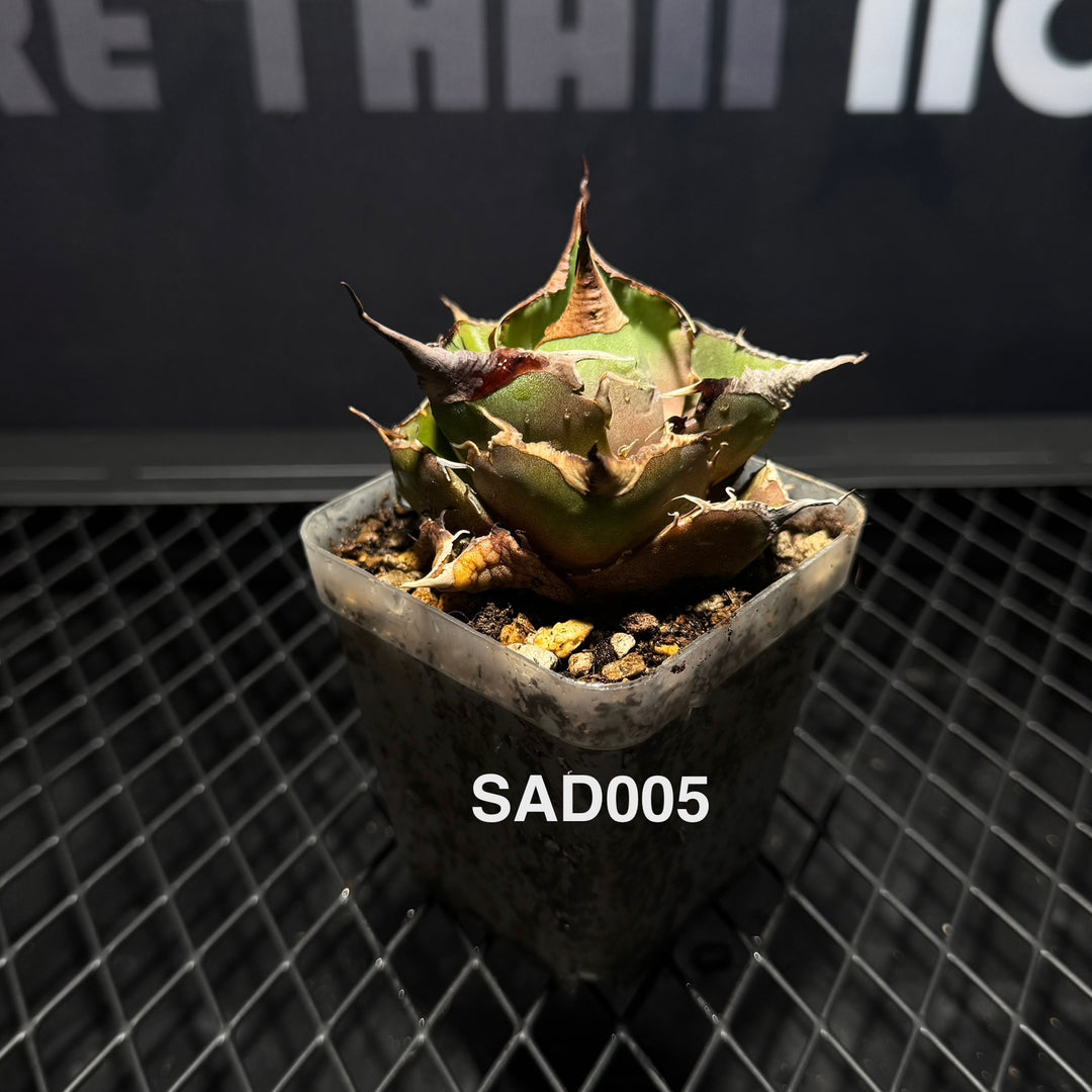 Agave Titanota 'South Africa White Diamonds'【立可白】[TTSAD]