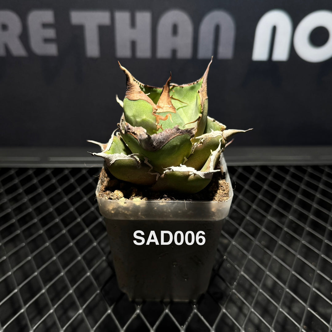 Agave Titanota 'South Africa White Diamonds'【立可白】[TTSAD]