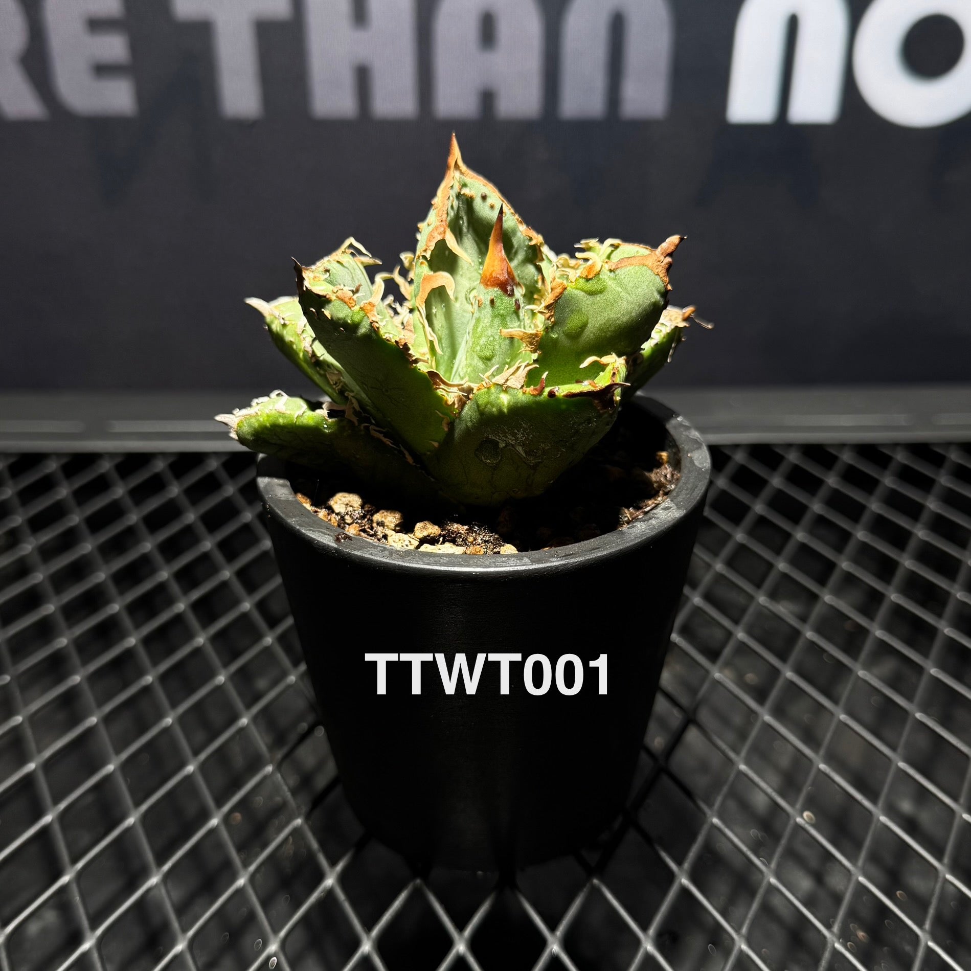 疣猪　Warthog　検/冰雹 Agave Titanota 'Warthog'【疣猪】[TTWT] – MONO Plant House