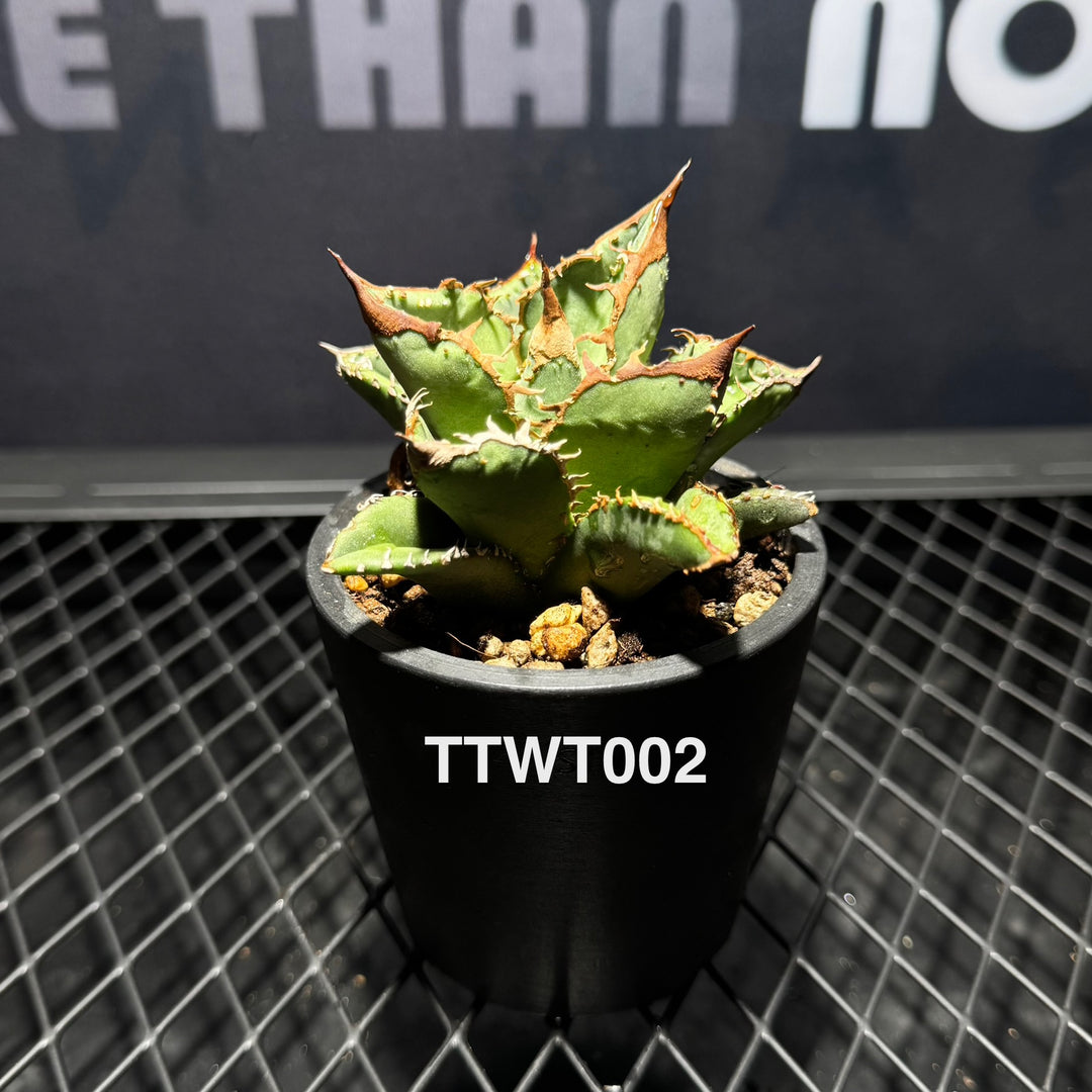 Agave Titanota 'Warthog'【疣猪】[TTWT]