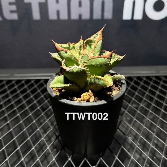 Agave Titanota 'Warthog'【疣猪】[TTWT]