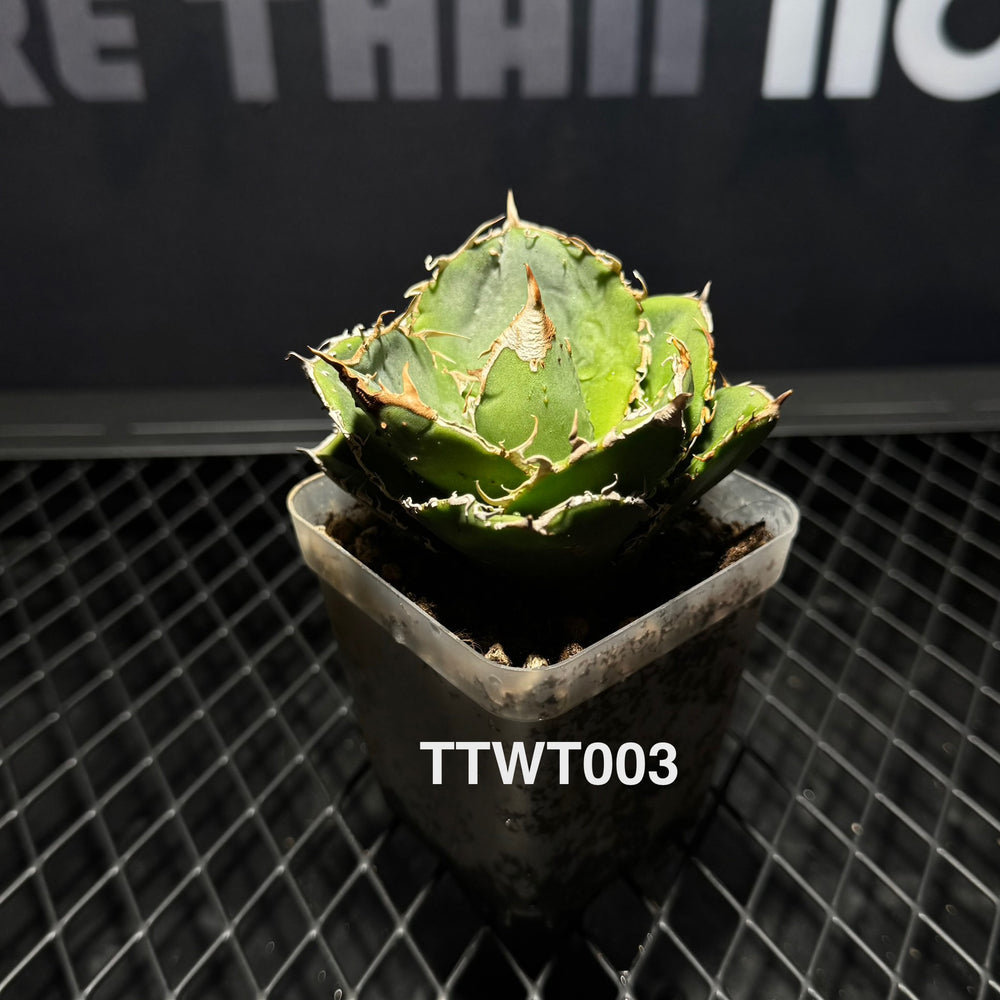 Agave Titanota 'Warthog'【疣猪】[TTWT]