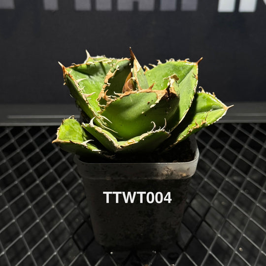 Agave Titanota 'Warthog'【疣猪】[TTWT]