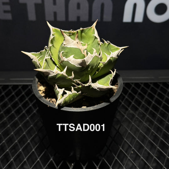 Agave Titanota 'South Africa White Diamonds'【立可白】[TTSAD]