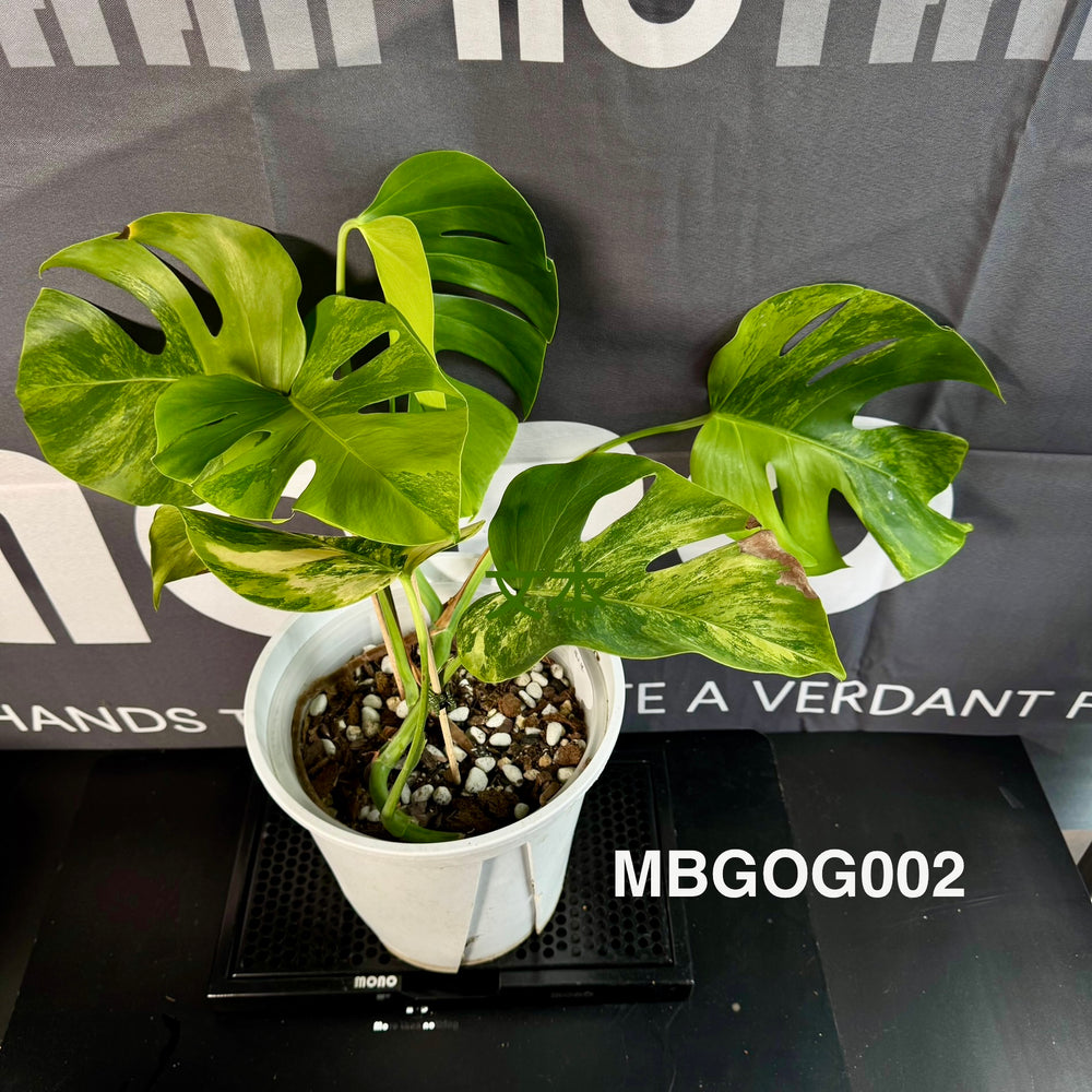 Monstera Borsigiana 【Green on Green】【绿上绿】[MBGOG]
