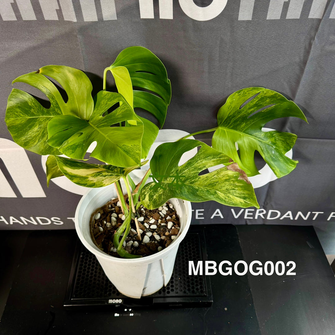 Monstera Borsigiana 【Green on Green】【绿上绿】[MBGOG]