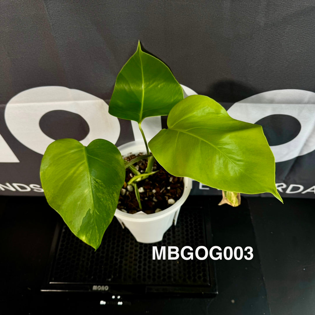 Monstera Borsigiana 【Green on Green】【绿上绿】[MBGOG]