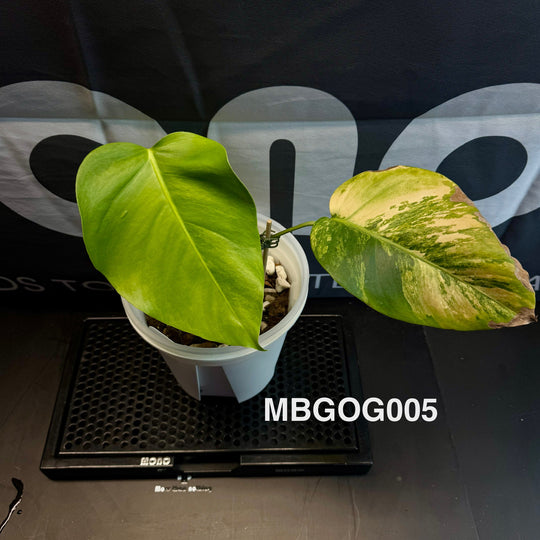 Monstera Borsigiana 【Green on Green】【绿上绿】[MBGOG]